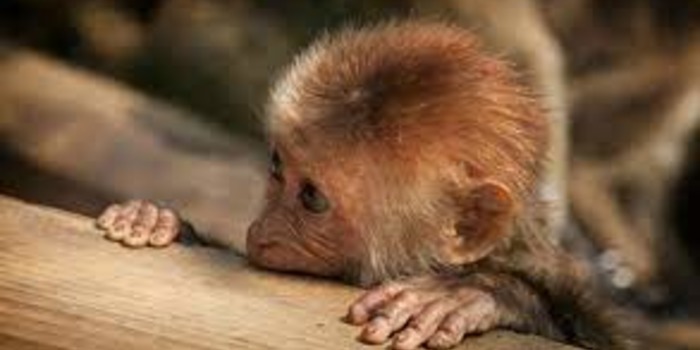 Historia de un mono piojoso